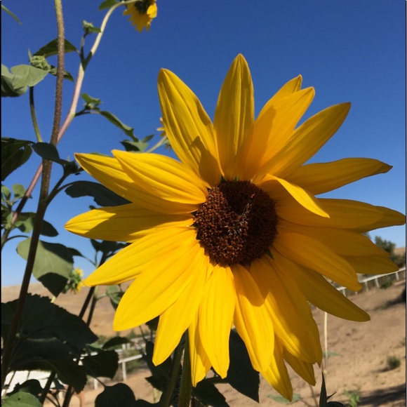 Meet your Posher, Ella - Picture 1 of 1